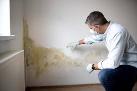 Best Emergency Mold Remediation in Moraga, CA